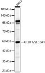 Western blot - GLUT1/SLC2A1 Rabbit pAb (A6982)