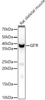 GITR Ligand/TNFSF18 Rabbit pAb