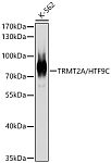Western blot - TRMT2A/HTF9C Rabbit pAb (A7095)