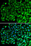 Immunofluorescence - Bif-1 Rabbit pAb (A7104)
