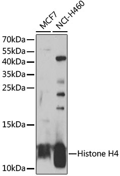 Histone H4 Rabbit pAb