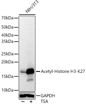 ABclonal:Western blot - Acetyl-Histone H3-K27 Rabbit pAb (A7253)}