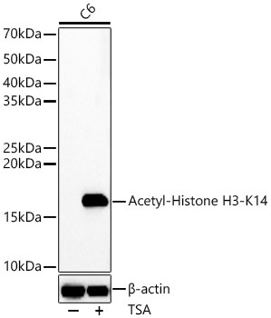 Acetyl-Histone H3-K14 Rabbit pAb