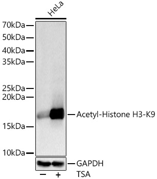 Acetyl-Histone H3-K9 Rabbit pAb