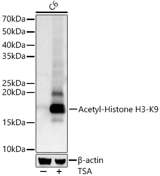 Acetyl-Histone H3-K9 Rabbit pAb