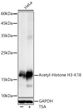 Acetyl-Histone H3-K18 Rabbit pAb