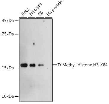 TriMethyl-Histone H3-K64 Rabbit pAb