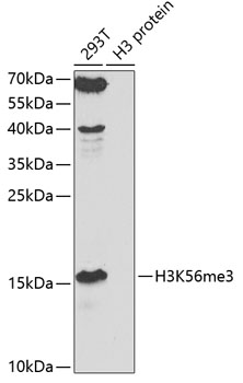 TriMethyl-Histone H3-K56 Rabbit pAb