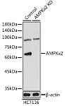 Western blot - [KO Validated] AMPKα2 Rabbit pAb (A7339)