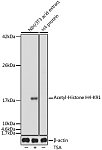 Western blot - Acetyl-Histone H4-K91 Rabbit pAb (A7409)