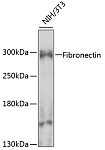 Western blot - Fibronectin Rabbit pAb (A7488)