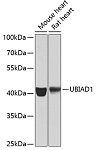Western blot - UBIAD1 Rabbit pAb (A7640)