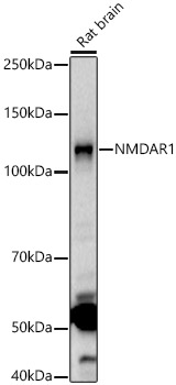 NMDAR1 Rabbit pAb