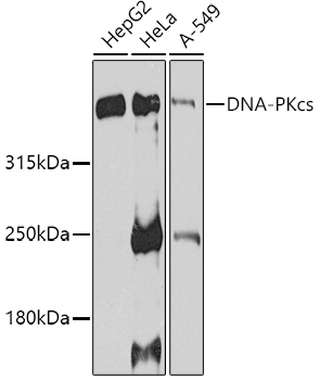 DNA-PKcs Rabbit pAb