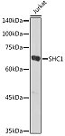 Western blot - SHC1 Rabbit pAb (A7725)