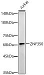 Western blot - ZNF350 Rabbit pAb (A7829)