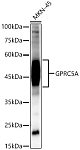 Western blot - GPRC5A Rabbit pAb (A8173)