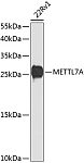 Western blot - METTL7A Rabbit pAb (A8201)