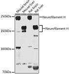 Western blot - Neurofilament H Rabbit pAb (A8442)