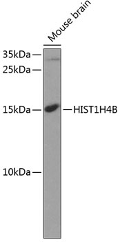 Histone H4 Rabbit pAb