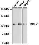 Western blot - DDX50 Rabbit pAb (A8628)