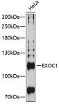 Western blot - EXOC1 Rabbit pAb (A8749)