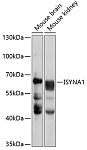 Western blot - ISYNA1 Rabbit pAb (A8965)