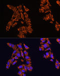Western blot - CD172a/SIRPα Rabbit pAb (A9001)