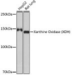 Western blot - Xanthine Oxidase (XDH) Rabbit mAb (A9022)