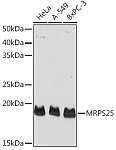Western blot - MRPS25 Rabbit pAb (A9083)