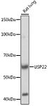 Western blot - USP22 Rabbit mAb (A9261)