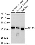 Western blot - RPL13 Rabbit mAb (A9404)