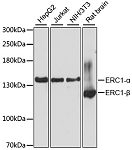 Western blot - ERC1 Rabbit pAb (A9509)