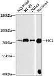 Western blot - HIC1 Rabbit pAb (A9651)
