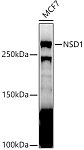 Western blot - NSD1 Rabbit pAb (A9981)
