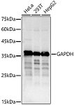 Western blot - GAPDH Rabbit pAb (AC001)