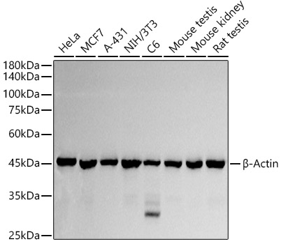 ABclonal:Western blot - β-Actin Rabbit pAb (AC006)