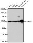Western blot - α-Tubulin Rabbit pAb (AC007)