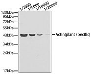 Western blot - Actin (plant specific) Mouse mAb (AC009)