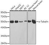 Western blot - α-Tubulin Rabbit pAb (AC014)