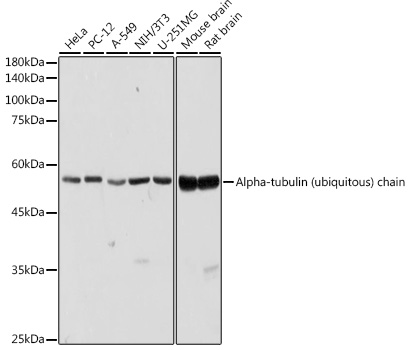 Alpha-tubulin (ubiquitous) chain Rabbit pAb
