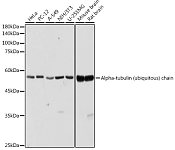 Western blot - Alpha-tubulin (ubiquitous) chain Rabbit pAb (AC025)