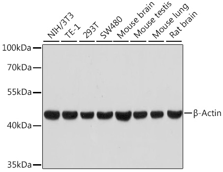 β-Actin Rabbit mAb (High Dilution)