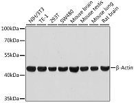 Western blot - β-Actin Rabbit mAb (High Dilution) (AC026)
