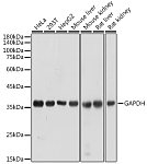 Western blot - GAPDH Rabbit pAb (AC027)