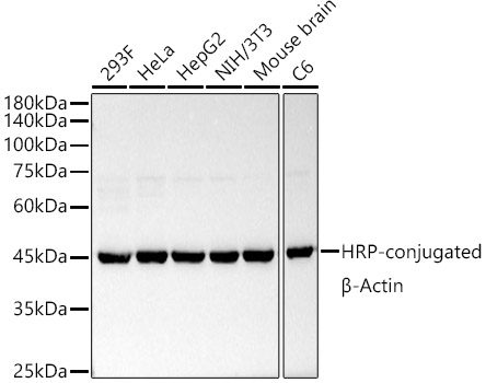 HRP-conjugated β-Actin Rabbit mAb