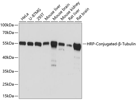 HRP-conjugated β-Tubulin Mouse mAb