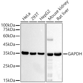 GAPDH Mouse mAb (High Dilution)
