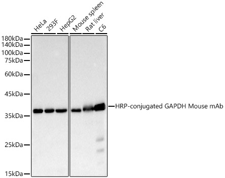 HRP-conjugated GAPDH Mouse mAb