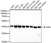 Western blot - HRP-conjugated β-Actin Mouse mAb (AC043)